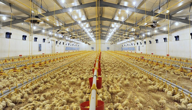 COMMERCIAL-POULTRY-PRODUCTION COMMERCIAL-POULTRY-PRODUCTION