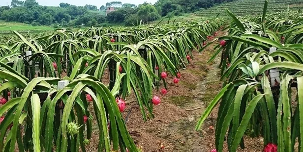 application application