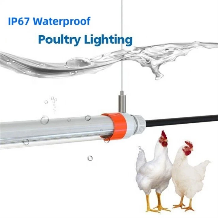 led light bulbs for chicken house 3