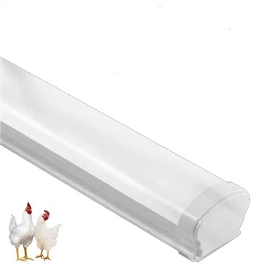 Lumières pour poules pondeuses