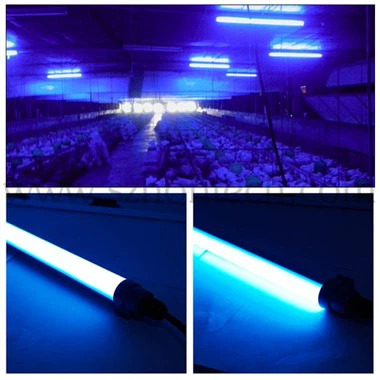 Tube de volaille lumière IP67 T12 LED Dim-able 1200mm 180 degrés couleur commutable