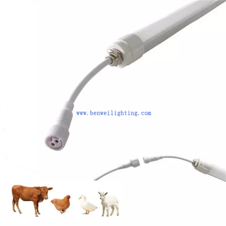 Calf Nurturing Lamp (5)