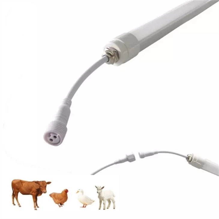 Dairy Farm Poultry Lamp