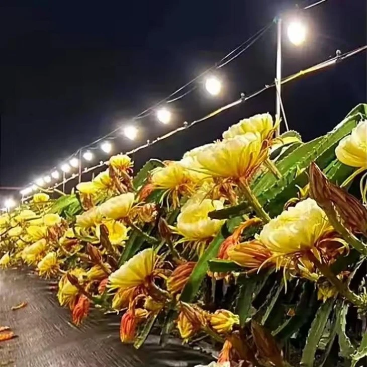 High-CRI Full Spectrum LED Plant Light suppliers