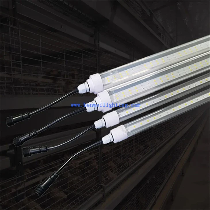 Pullet Light (2)